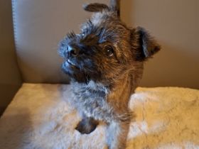 Cairn Welpen suchen ein neues Zuhause