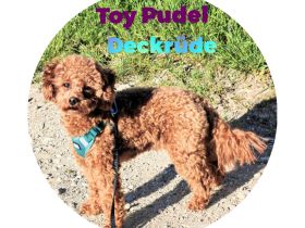 Toypudel Deckrüde asiatisch genetisch getestet