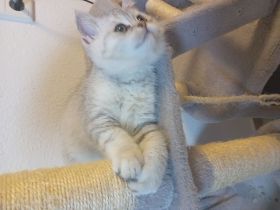 BKH Kitten sofort abgabebereit 29.03.26 geboren