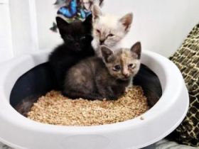 Cira, Coco und Carlo
