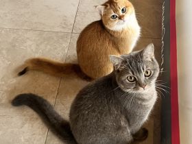 Junge BKH-Kater