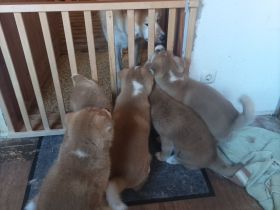 Akita Inu