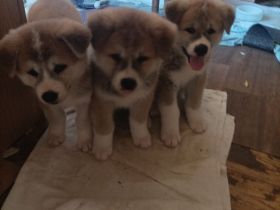 Akita Inu