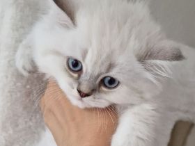 Wunderschöne BKH & BLH Kitten – liebevoll aufgezogen ❤️