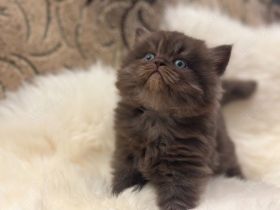 Wunderschöne BKH & BLH Kitten – liebevoll aufgezogen ❤️