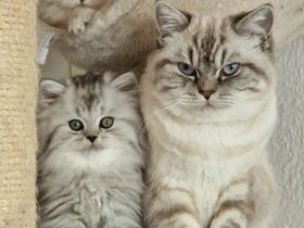 Wunderschöne BKH & BLH Kitten – liebevoll aufgezogen ❤️
