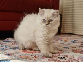 Wunderschöne BKH & BLH Kitten – liebevoll aufgezogen ❤️
