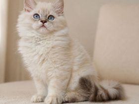 Wunderschöne BKH & BLH Kitten – liebevoll aufgezogen ❤️