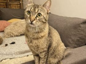 Mascha sucht ein Zuhause
