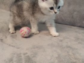 BKH Mix Kitten
