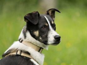 Lila auf Pflegestelle in 86911 Dießen sucht ihr Für-immer-Zuhause