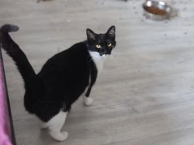Schnurrt Pele bald auf deinem Sofa?
