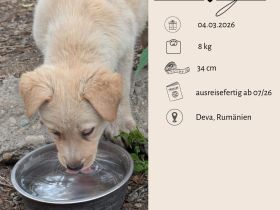 Familien gesucht für RAMI und SUNNY