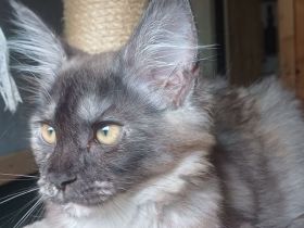 Maine coon Kitten XXL seltene Farbkombination!