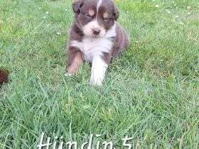 Australian shepherd Welpen