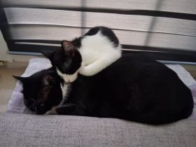 Nala und simba suchen ein neues Zuhause
