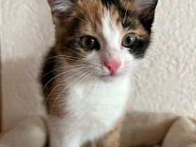 Zwei Baby Katzen suchen ein gemeinsames Zuhause
