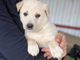 Liebevolles Zuhause für Kiana gesucht