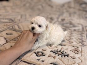 Malteser Welpen