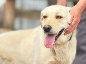 Unsichere Labrador Hündin Eyota sucht Schutzzone