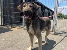 Stattlicher Rüde Fido mit sanftem Wesen