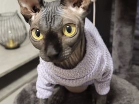 Weibliche sphynx