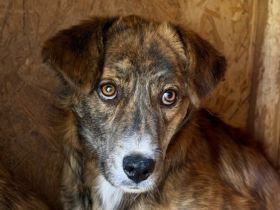 Scheuer Ringo sucht Vertrauensperson
