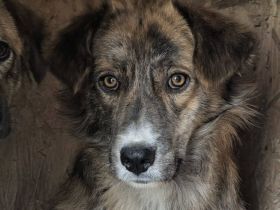 Scheuer Ringo sucht Vertrauensperson