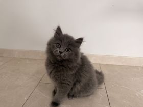 Sofort Mitnahme bereit 2 mega süße reinrassige BLH Kitten in Blue suchen ein liebevollen Zuhause