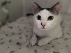 Lieber Kater Pamuk (EKH, geimpft) sucht neues Zuhause