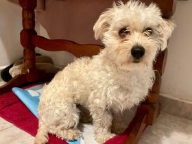 Traumhund Josephine sucht Zuhause