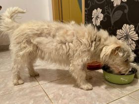 Kleiner Herzensbrecher Obelix sucht ein Zuhause