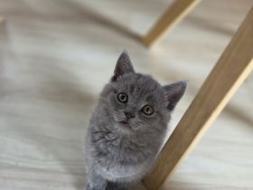 Bkh Kitten