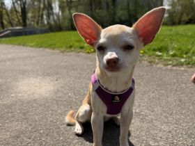 Liebevolle Chihuahua-Hündin sucht ein neues Zuhause 🐾
