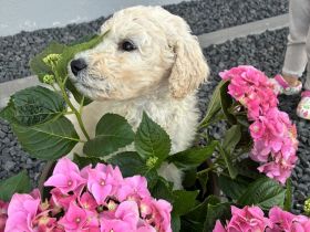 Goldendoodle F1bb Welpen 9 Wochen alt