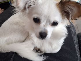 Chihuahua Malteser Hündin zu verkaufen