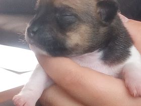 Welpen powderpaw rehpinscher Chihuahua Mix