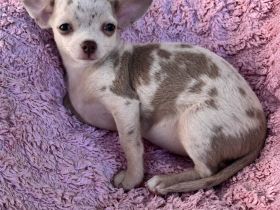 Chihuahua Hündin in wunderschöner Zeichnung aus seriöser Zucht mit Herz & Verstand