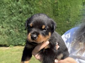 Rottweiler Welpen