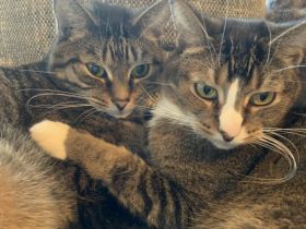 Liebevolle Katzenbrüder suchen ein Für-Immer-Zuhause