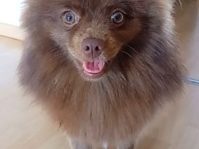 Pomeranian- Deckrüde- Stud Dog - Cão Reprodutor