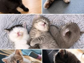 Wunderschöne BKH kitten