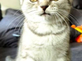 Siam-Bkh-Katze