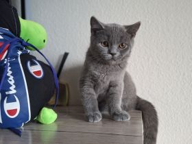 Zuckersüßes BKH Kitten in liebevolle Hände abzugeben
