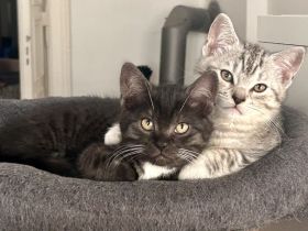 Noch 2 süße und verspielte BKH Mix Kitten suchen ein neues zuhause