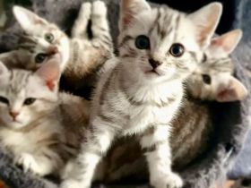 Noch 2 süße und verspielte BKH Mix Kitten suchen ein neues zuhause