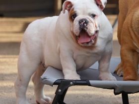 Wunderschöne Rüde – reinrassige englische Bulldogge mit FCI-Papieren