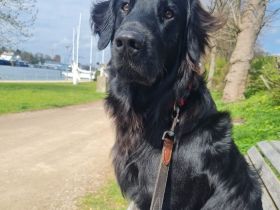 Flat Coated Retriever Deckrüde – zuchttauglich, gesund & wesensfest | Pepper
