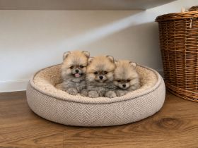Reinrassige Zwergspitz Pomeranian Welpen