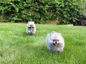 Reinrassige Zwergspitz Pomeranian Welpen